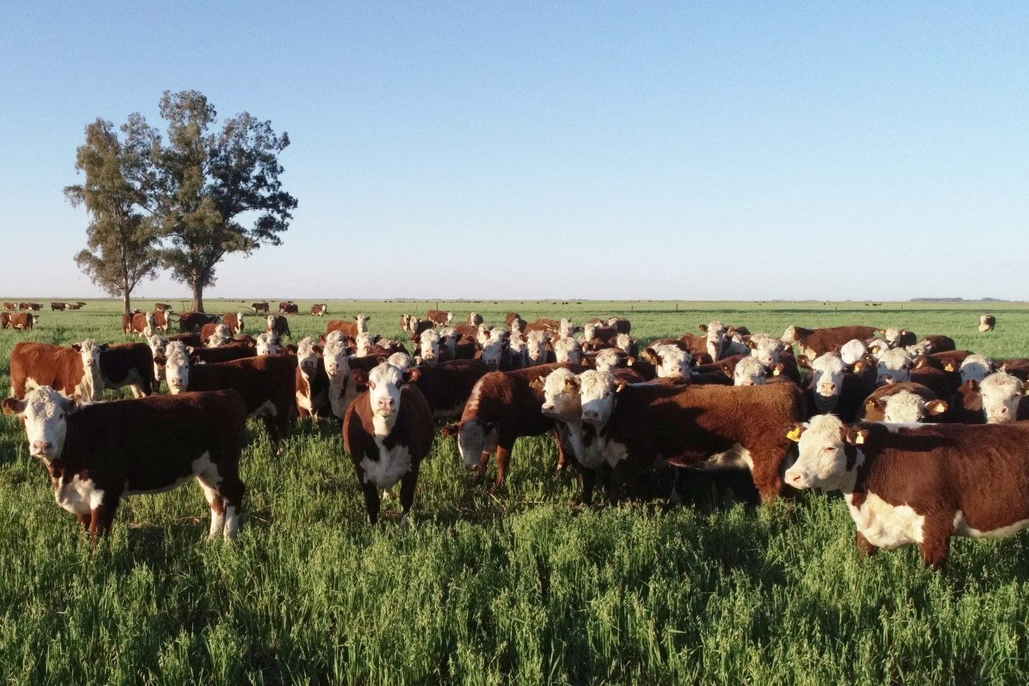 LIVESTOCK2